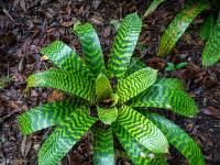 Helle und dunkelgrüne Streifen an den Blättern einer Bromelie - Furnas - São Miguel